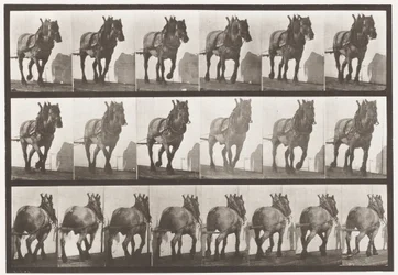 Skylt 566.Hauling;Mörkgrå belgisk häst Dusel, 1885