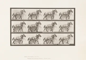 Skylt 567.Hauling;Dark-Gray Belgian Horse Billy, 1885
