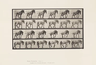 Skylt 570.Hauling;Dark-Gray Belgian Horse Hansel, 1885