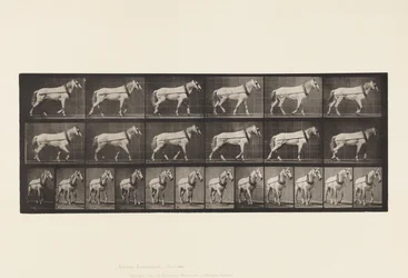 Skylt 571.Hauling;Ljusgrå Mare Johnson, 1885