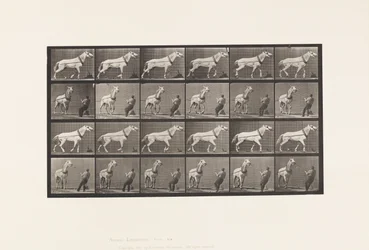 Plåt 573. Dragning; Man som drar i huvudet; Ljusgrå sto, 1885