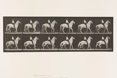 Tallrik 577.Gående; Sadel; Oregelbunden; White Horse Clinton, 1885