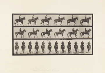 Tallrik 584.Gående; Sadel; Oregelbunden; Brown Mare Beauty, 1885