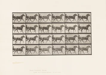 Tallrik 607. Trav; Sulky; Bay Mare, Lizzie M.