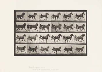 Tallrik 613. Trav; Sulky; Sorrel Mare Nellie Rose
