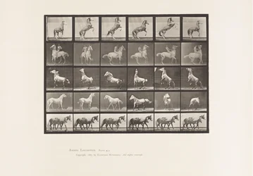 Plåt 652. A, B, C, D, E, Hästuppfödning m.m.