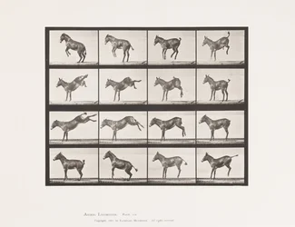 Tallrik 659. Mula; A, B, Bucking och Kicking; Ruth