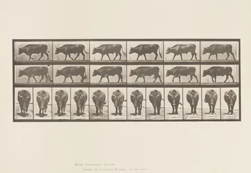 Tallrik 670. Ox; Gående