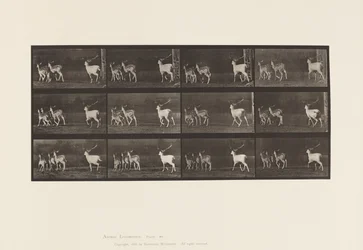 Tavla 687. Dovhjort; Buck and Group of Does; Galopperande