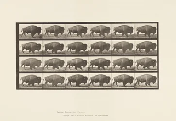 Tallrik 699. Buffel; Gående