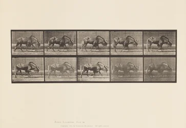 Plåt 701. Gnu; Gående