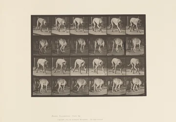 Tavla 704. Hund; Gående; Mastiff