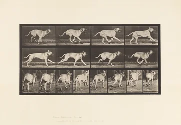 Tavla 707. Hund; Galopperande; Mastiff