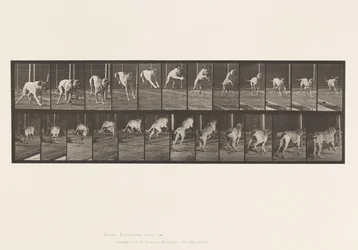 Tallrik 712. Hund; Hoppningshäck; Mastiff, Dread