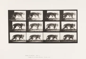 Tavla 729. Tigress; Gående