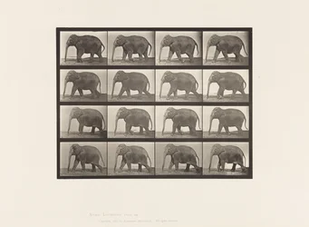 Tallrik 732. Elefant; Gående
