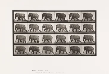 Tallrik 733. Elefant; Gående