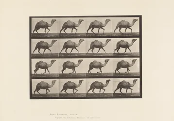 Tavla 736. Egyptisk kamel; Inredning