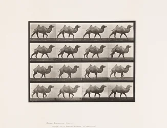 Tavla 737. Bactrian Camel; Gående
