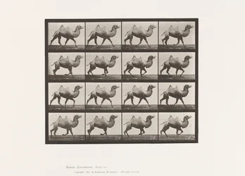 Tavla 738. Bactrian Camel; Inredning