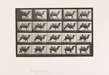 Tavla 739. Bactrian Camel; Galopperande