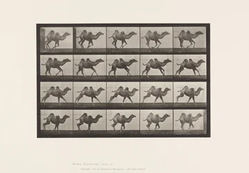 Tallrik 740. Bactrian Camel; (Ung), Galopperande