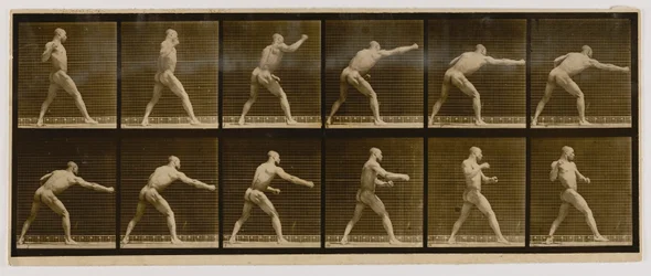 Pugilist som slår ett slag, från boken Animal Locomotion