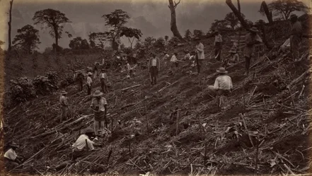 Anläggning av en kaffeplantage i Antigua de Guatemala,1875, publicerad 1877 (foto)