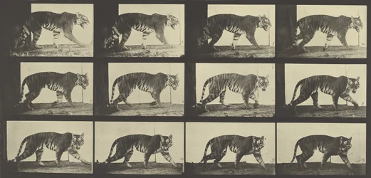 Tiger Walking, Tallrik 729 från Animal Locomotion, 1887
