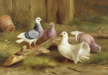 Duvor