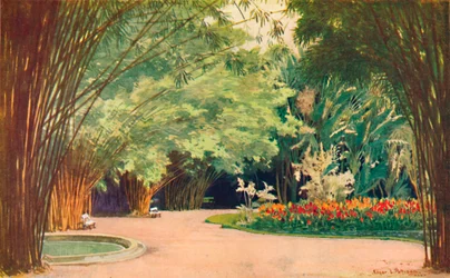 A Bamboo Grove - Botaniska trädgårdar, 1914