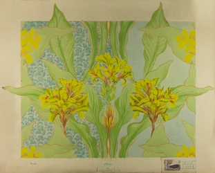 Indian Shot Lily, ca 1895 (gouache på papper)