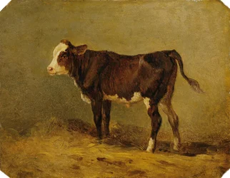 kalv