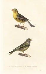 Atlantisk kanariefågel och europeisk serin.