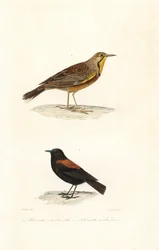 Cape longclaw och Patagonian negrito.