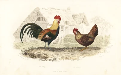 Tupp och höna, Phasianus gallus