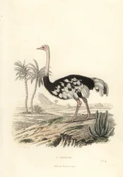 Vanlig struts, Struthio camelus.