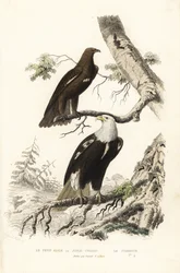 Större fläckörn och skallig örn.