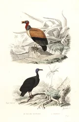 Kungsgam och kalkongam.