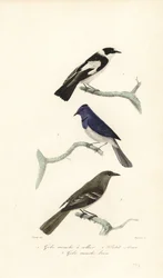 Pied flugsnappare, blåvit flugsnappare och New Zealand fanta
