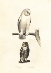 Snöuggla och pygméuggla.