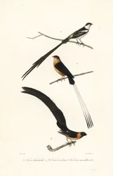 Whydah fåglar.