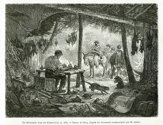 Ett taxidermilaboratorium i urskogen, i regionen Llanos (Colombia), teckning av Riou, för att illustrera historien om Equinoxiale America (Colombia, Ecuador, Peru), 1875-1876, av Ed. andre, resemissionsavgift från den franska regeringen. Engra