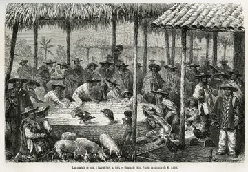 Tuppfäktning och gatuliv i Ibagué (Colombia), teckning av Riou för att illustrera berättelsen om Ekvatorialamerika (Colombia, Ecuador, Peru), 1875-1876, av Ed. André, resenär på uppdrag av den franska regeringen. Gravyr i Le Tour du Monde