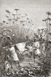 Dr. David Livingstone bärs de sista milen till byn Tchitammbo, Afrika, strax före sin död, illustration från "The World in the Hands", graverad av Henri Theophile Hildibrand