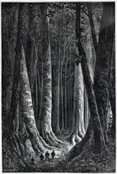 Franska Guyanaskogen, teckning av Riou, "" Le Tour du Monde", 2:a sem. 1879.