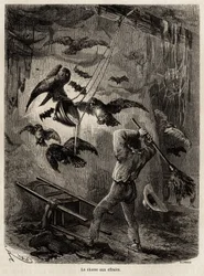 Jakt på ugglor som flyktat i kyrkan i Sarayacu (Peru), teckning av Riou, för att illustrera Paul Marcoys resa från Stilla havet till Atlanten från 1848 till 1860. Gravyr i "" Le tour du monde"", redigerad av Edouard Charton
