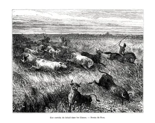 Boskap, Los Llanos, Venezuela, 1800-talet