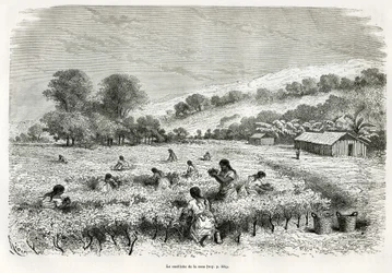 Att plocka kokabladen i Ituatadalen, teckning av E.Riou, för att illustrera resan i Titicaca-regionen och dalarna i östra Nedre Peru, 1873 av Paul Marcoy. Gravyr i Le tour du monde