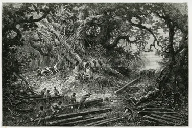 Exploateringen av mahogny i skogarna i Anderna. Gravyr av Riou, för att illustrera berättelsen "" Resan till Yucatan och Lacandons land "", 1882, av Desire Charnay (1828-1915) arkeolog och fotograf. Publicerad i Tour du monde nou